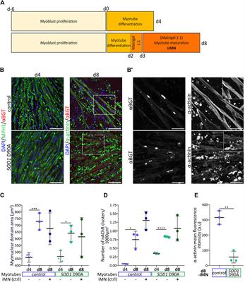 Aberrant evoked calcium signaling and nAChR cluster morphology in a SOD1 D90A hiPSC-derived neuromuscular model